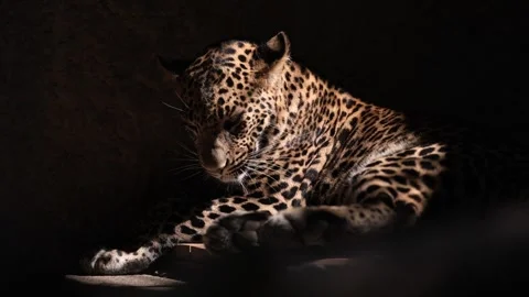 Sri Lankan leopard, Panthera pardus kotiya, hidden in the dark forest. Wild cat  Stock Footage 321411174