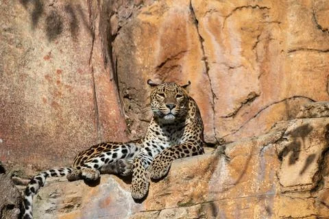 Sri Lankan leopard Stock Photos