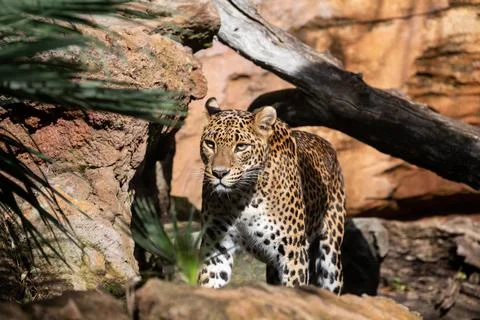 Sri Lankan leopard Stock Photos