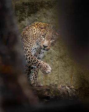 Sri Lankan Leopard Stock Photos