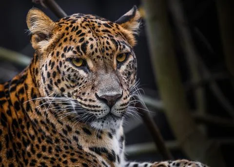 Sri Lankan leopard Stock Photos