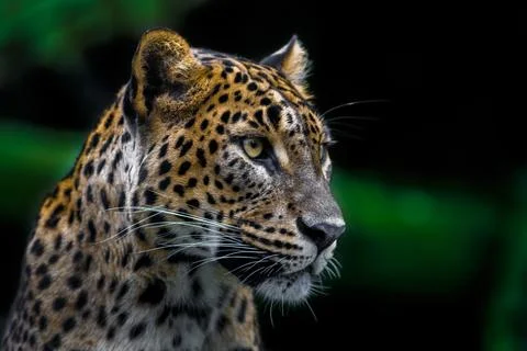Sri Lankan leopard Stock Photos
