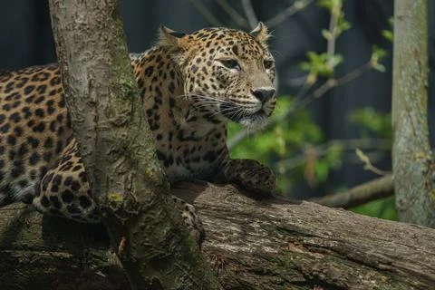 Sri lankan leopard Stock Photos