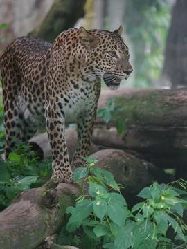 Sri lankan leopard Stock Photos