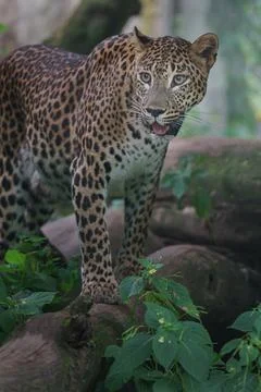 Sri lankan leopard Stock Photos