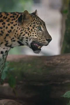 Sri lankan leopard Stock-Fotos