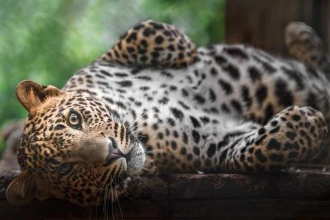 Sri Lankan leopard Stock-Fotos