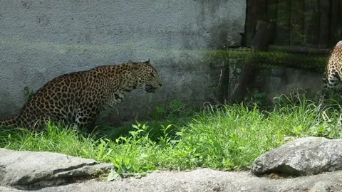 The Sri Lankan leopard pooping, other one walks away Stock Footage 134694337