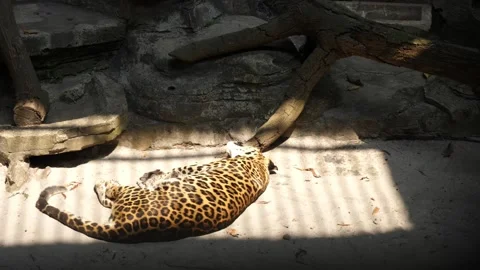 Sri Lankan leopard sleeping inside his cage at ragunan zoo 스톡 동영상 251130665