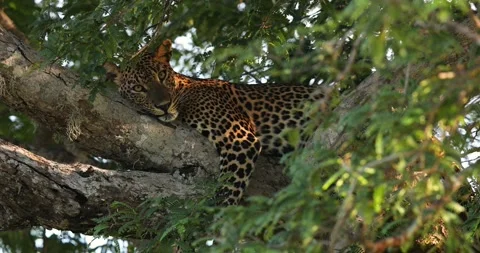 Sri Lankan leopard is sleeping on a tree branch and looking at the camera 库存影片 279002794