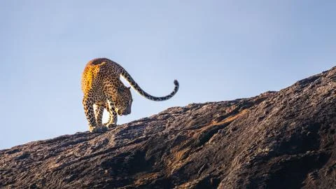 Sri Lankan leopard strides across a sunlit rock, its powerful frame poised wi Stock Photos
