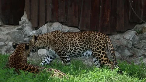 The Sri Lankan leopard walking around nervously Stock Footage 134694360