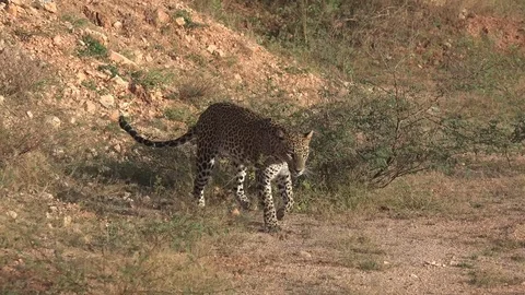 Sri Lankan Leopard walking in bush on a sunny day portrait Stock Footage