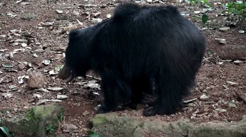 Sloth Bear  San Diego Zoo Animals & Plants