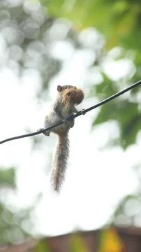 Sri Lankan squirrel Stock Photos