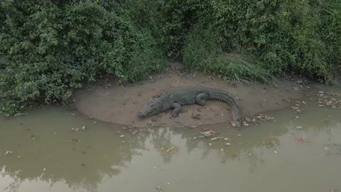 Sri Lanka's Deadliest Predator: Resting Crocodile in the Wild Stock Footage 214397080