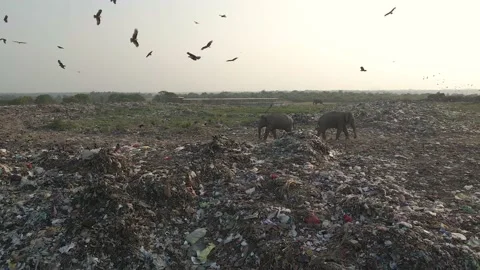 Sri Lanka's Elephant and Plastic Crisis: Digging a Moat Around a Landfill Vidéo 214408401