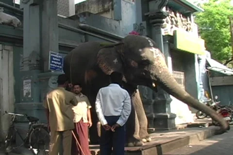 Sri Manakula Vinayagar temple elephant Stock Footage 8683003