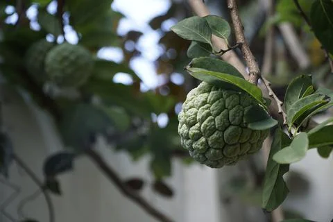 SRIKOYO Stock Photos