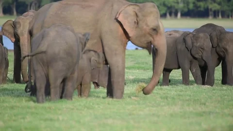 Srilankan Elephant heard Stock Footage 333179769
