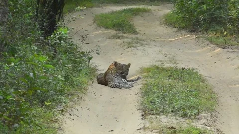 Srilankan Leopards Stock Footage 333179748