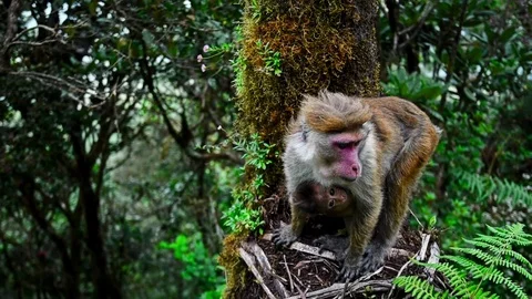 Srilankan toque macaque or Macaca sinica Stock Footage 73354991