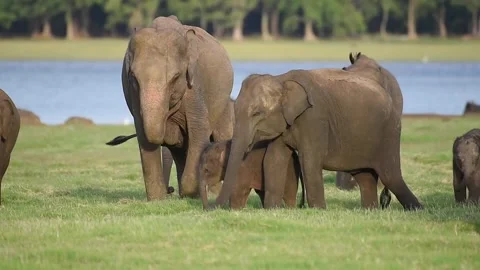 Srilankan Wild elephants 2 Stock Footage 333179797