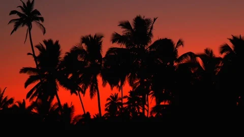 Сrimson sunset in the jungle Stock Footage 86348312