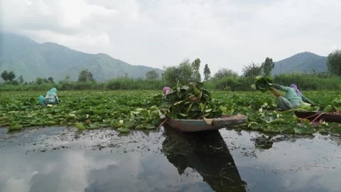 Srinagar, India – June 10th 2018: women who harvest lotus in Dal Lake Видео 285117652