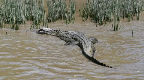 Сrocodile in the river 스톡 동영상 50852749