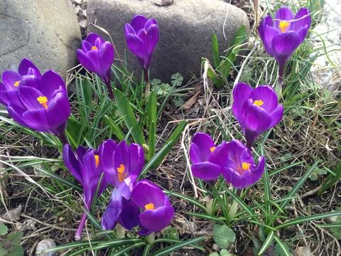 Сrocus Fotos de archivo