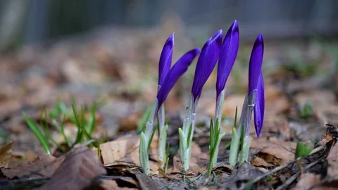 Сrocuses flowers. Selective focus. Stock Footage 74133378