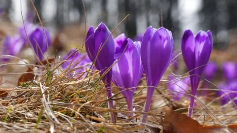 Сrocuses flowers. Selective focus. Stock Footage 74133440