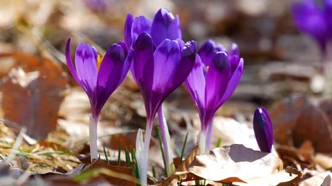 Сrocuses flowers. Selective focus. Stock Footage 74133459