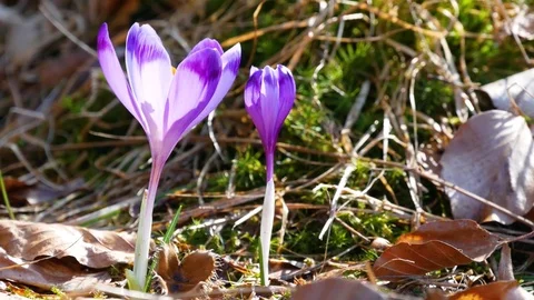 Сrocuses flowers. Selective focus. Stock Footage 74133463