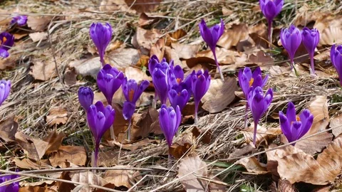 Сrocuses flowers. Selective focus. Stock Footage 74133542