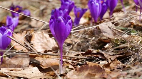 Сrocuses flowers. Selective focus. Stock Footage 74133547