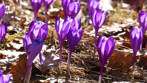 Сrocuses flowers. Selective focus. Stock Footage 74133597