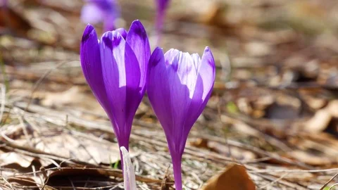 Сrocuses flowers. Selective focus. Stock Footage 74133621