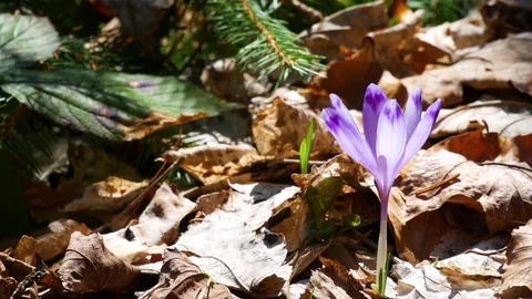 Сrocuses flowers. Selective focus. Stock Footage 74133648