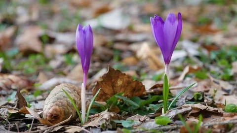 Сrocuses flowers. Selective focus. Stock Footage 74133689