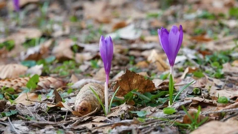 Сrocuses flowers. Selective focus. Stock Footage 74133702