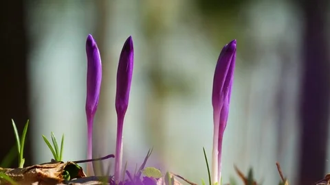 Сrocuses flowers. Selective focus. Stock Footage 74133716