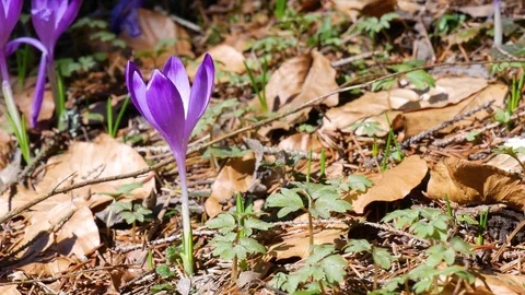 Сrocuses flowers. Selective focus. Stock Footage 74133727