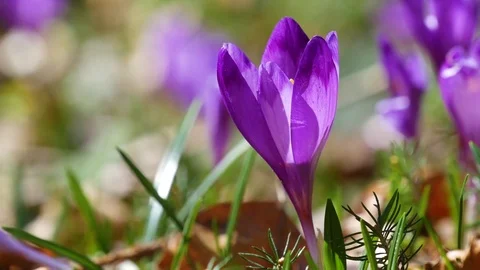 Сrocuses flowers. Selective focus. Stock Footage 74133740