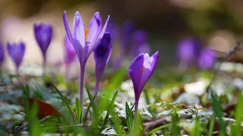 Сrocuses flowers. Selective focus. Stock Footage 74133771