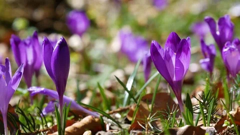 Сrocuses flowers. Selective focus. Stock Footage 74133796