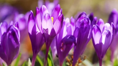 Сrocuses flowers. Selective focus. Stock Footage 74133824