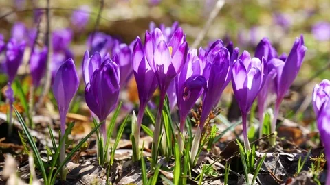Сrocuses flowers. Selective focus. Stock Footage 74133866