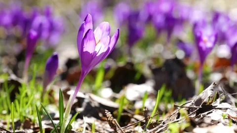 Сrocuses flowers. Selective focus. Stock Footage 74133879